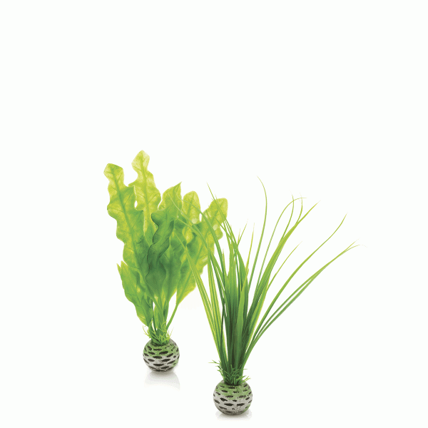 Oase biOrb Pflanzen Set klein grün